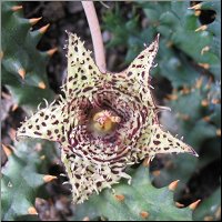 Huernia hystrix var parvula 
